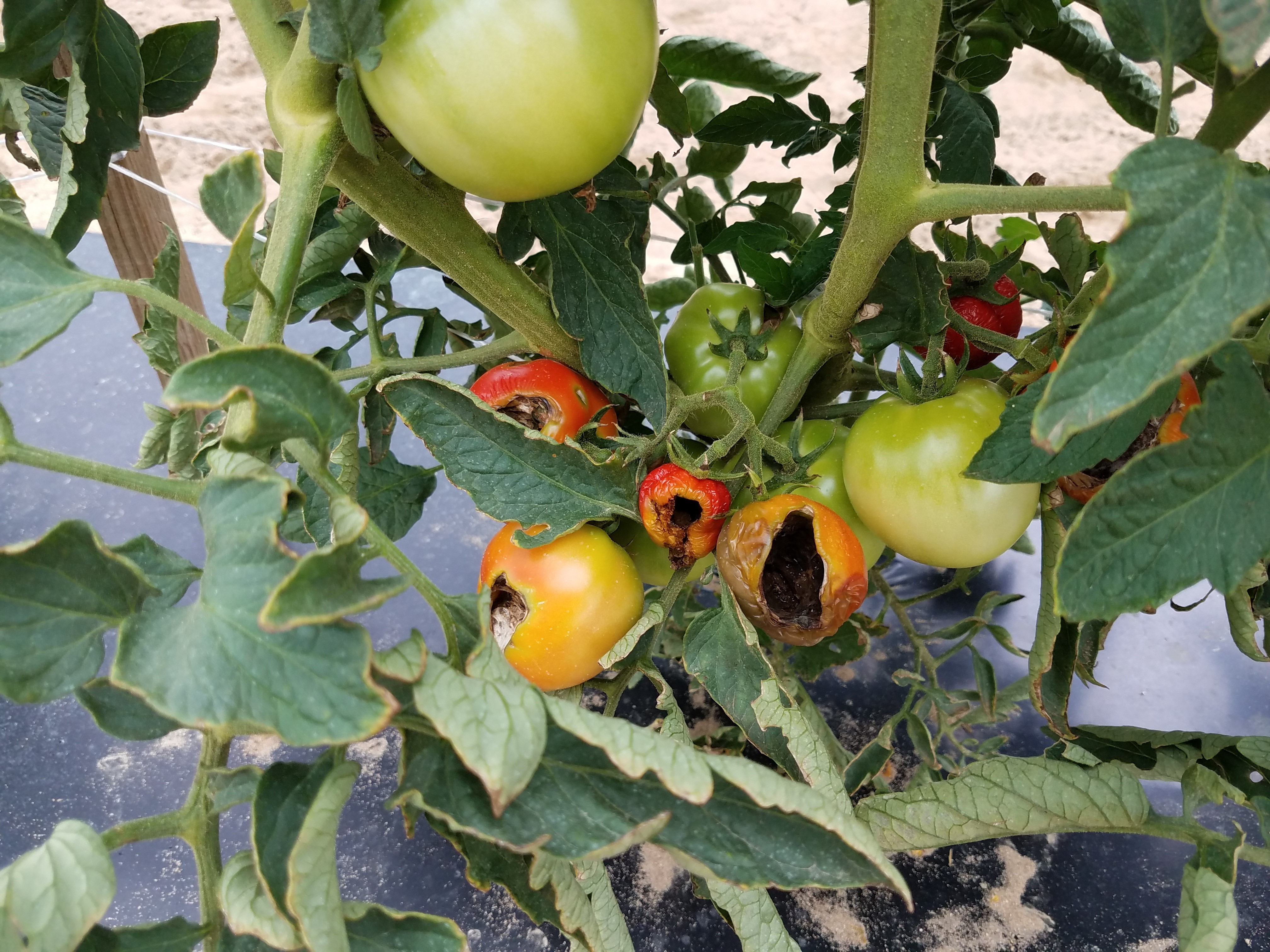 Crow damage on tomato